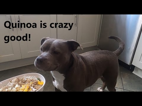 Video: Apakah quinoa baik untuk anjing?