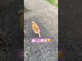 心亜との散歩が楽しいのは、会話しながら歩けるとこ。周りの人は変な目で見てる気もするが、別にかまへん。 #dogsofinstagram #心亜 #柴犬 #柴犬のいる暮らし #shibainu