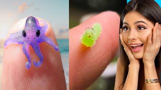 TINY Animals you won't believe exist