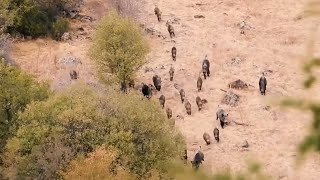 WILD BOAR HUNTING ADVENTURE | HEYECANLI DOMUZ AVI | 2020