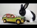 Rabbit T-Rex | My rabbit night time routine