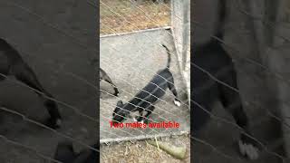 Apbt.online-Pedigreesmodules?Namepublic&Fileprintpedigree&Dogid752726