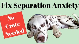 FIX YOUR DOG'S SEVERE SEPARATION ANXIETY - Tips On How to Get Your Dog Comfortable Being Alone