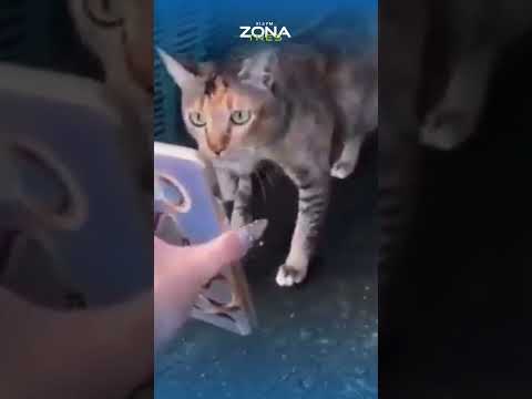 🔎¿Buscas tu gato? Pregunta en el vecindario 😭🐱