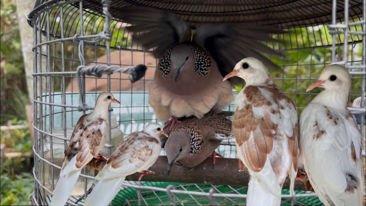 🔴Hết Tết ! Lên cho ae tham khảo top chim mái rớt trứng, vân hoa , vân rồng , zin, lẻ #zalo0387948269