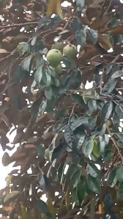 Wow inilah pohon daun emas., buah sawomanilonya banyak gaes, di tempat kalian namanya apa ya #sawoo