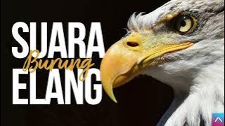 Suara Burung Elang - Eagle Sound Effects