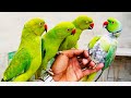 Beautiful Talking parrot Sounds | Parrot Talking other Words