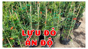 Cây Lựu đỏ Ấn Độ đang hoa | 0386569374 - Ngọc Ngân Bến Tre | Chuyên cây độc lạ