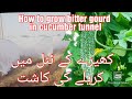 How to Cultivate Bitter Gourd ||How to grow hybrid bitter gourd