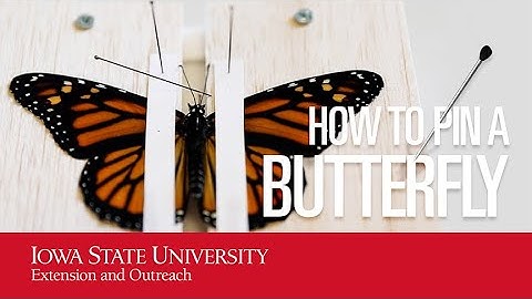 How To Pin A Butterfly | A Simple Step-by-Step Guide