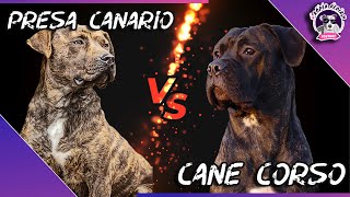 Presa Canario -Cane Corso Karşılaştırma(İKİ MÜKEMMEL KORUMA KÖPEĞİ)