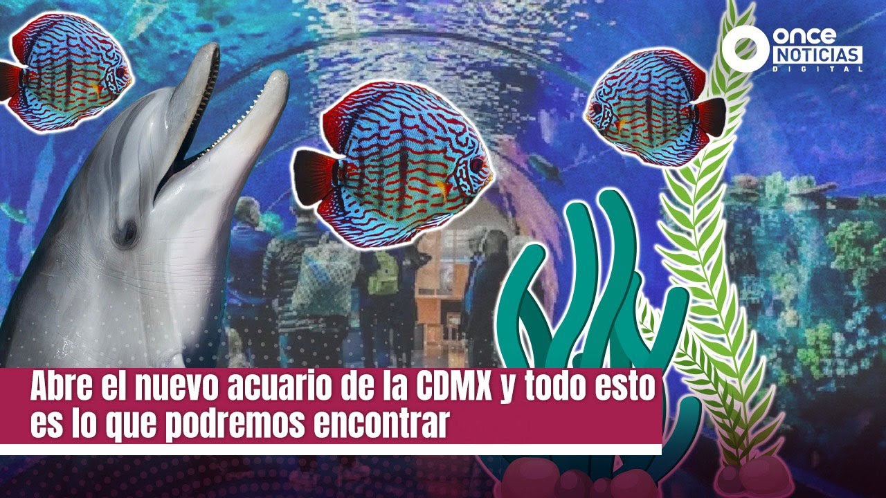 Abre el nuevo acuario de la CDMX y todo esto es lo que podremos ...