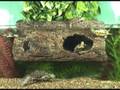 Video: Zoo Med Flydende Turtle Log