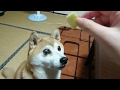 【犬の緑内障】柴犬 一五(いちご)右目は緑内障になり義眼、その後左目も発症して視野狭窄