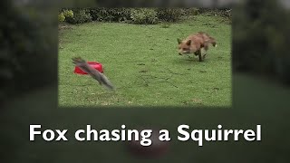 Fox chasing a Squirrel