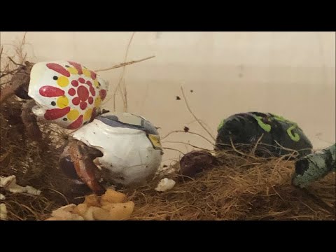 Hermit crabs at night