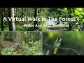 A Virtual Walk In The Forest 2 : Nature Sounds (No Music)
