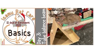 12 days of Enrichment 2020: Day 3: Balance Beam by Isamu Rat Care 813 views 3 years ago 2 minutes, 31 seconds