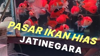 Full Version: Jatinegara Ornamental Fish Market Update