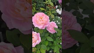 A Beautiful  Rose.?rose flowergarden beautiful gardeningdevendranagbonsai