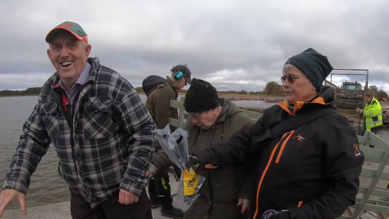 Fårhämtning 251015 Västergarn