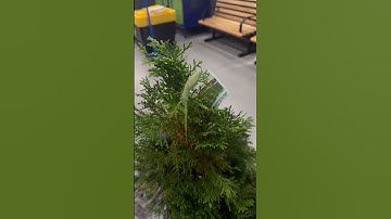 Praying Mantis Hitches Ride On Christmas Tree