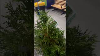 Praying Mantis Hitches Ride On Christmas Tree
Praying Mantis Hitches Ride On Christmas Tree Praying Mantis Hitches Ride On Christmas Tree
