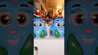 My cute little kitten 🐈❤️ #mykitten #cute #cat #mycat