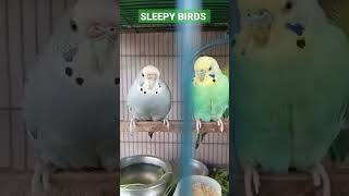 Download Lagu BIRDS are rather sleep MP3 Download Lagu BIRDS are rather sleep MP3