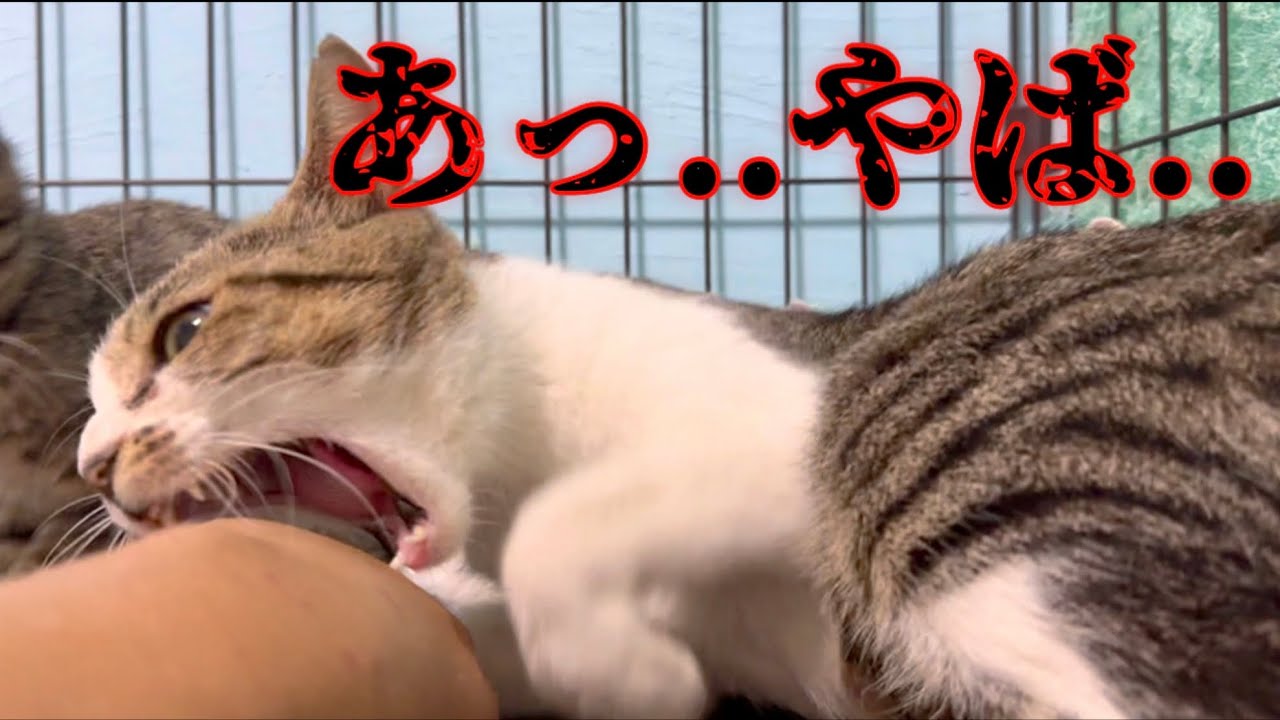 元野良の母猫を初めて撫でようとしたらこうなりました。