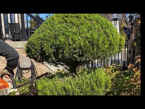 Pruning Juniper Tree