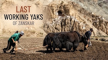 How Yaks help FEED the Villages of Zanskar