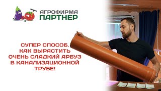 Суперспособ. Как вырастить очень сладкий арбуз в канализационной трубе!