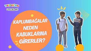 Kaplumbağalar Neden Kabuklarına Girer ?