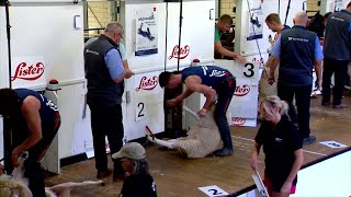 Rownd Derfynol Cneifio Canolradd | Intermediate Shearing Final