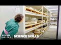 Exploring Dinosaur Fossils and Warm-Bloodedness