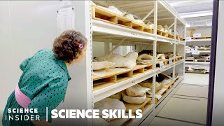 We Dissolved Fossils To Prove Dinosaurs Were Warm Blooded | Science Skills by Insider Science 541,705 views 2 years ago 14 minutes, 24 seconds