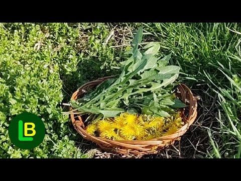 Video: Kako ločiti gobe od lažnih gob in krastač