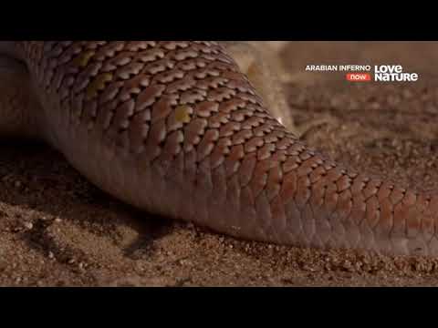 Видео: Какви животни живеят в пустинята Сахара
