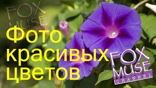 Фото красивых цветов Фото красивых цветов