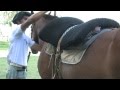 Gaucho Horse Saddling