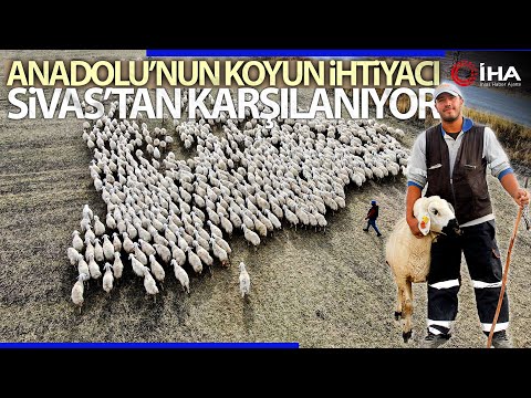 Anadolu'nun Koyun İhtiyacı Sivas'tan!