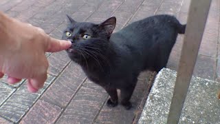 夕方の駐車場に集まる野良猫をモフりまくる