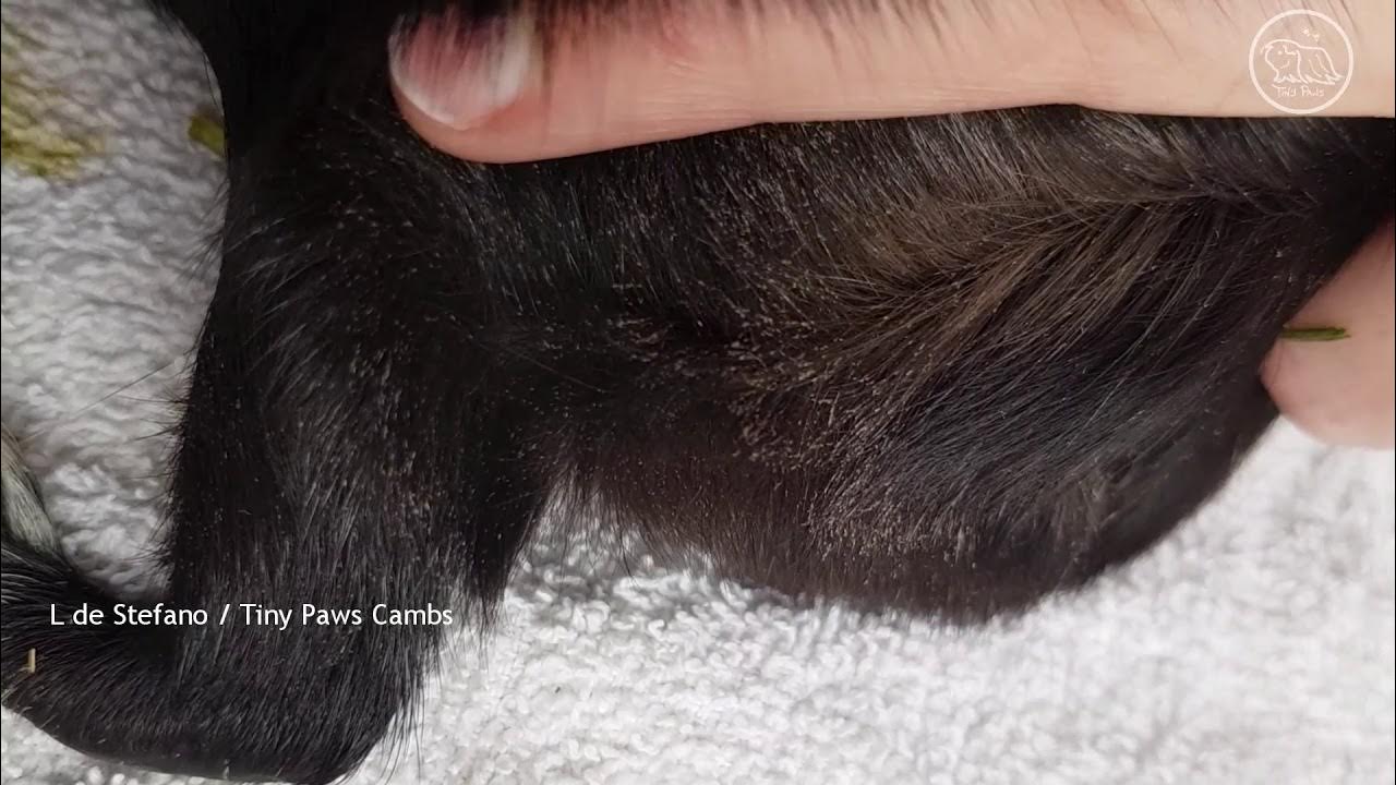 Guinea Pigs Under the Microscope Hay Mites/Static Lice