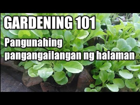 Gardening 101. Pangunahing pangangailangan ng halaman. Mga organikong pataba para sa halaman