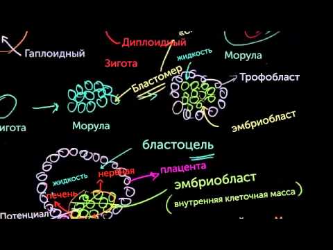 Стволовые клетки эмбрионов (видео 9)| Деление Клетки | Биология