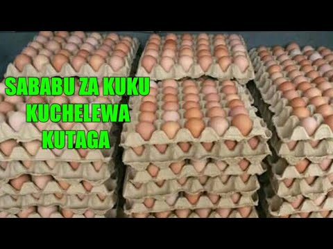 Video: Kwa Nini Kuku Waliacha Kutaga?