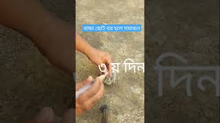 কবুতরের বাচ্চা ছোট হলে সমাধান shortvideo shorts  রোহাসী এগ্রো ??