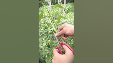 plant cutting techniques using scissors #shorts